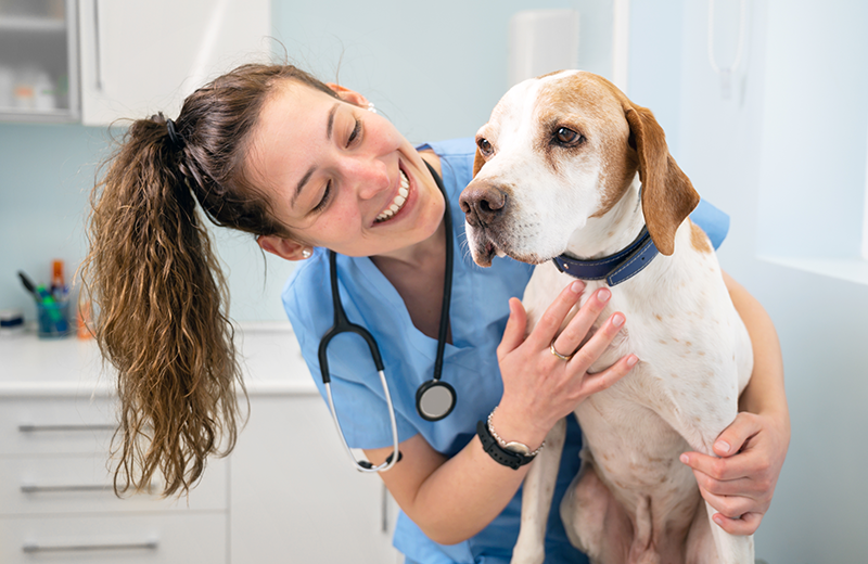 nærbilde av en veterinær og eldre hund som undersøker poten